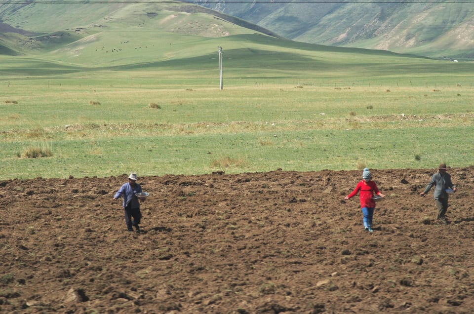 Rolnicy na stepie nad jeziorem Qinghai pracują na polu pod zachmurzonym niebem.